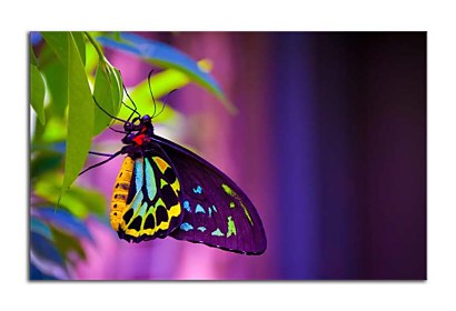 Fototapeta Farebný motýľ 24731